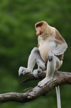 Proboscis monkey (Nasalis larvatus), male, captive, occurring on Borneo