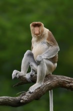 Proboscis monkey (Nasalis larvatus), male, captive, occurring on Borneo