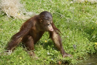 Bornean orangutan (Pongo pygmaeus), juvenile, captive, endemic to Borneo