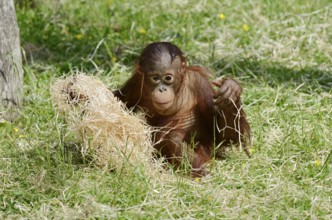 Bornean orangutan (Pongo pygmaeus), juvenile, captive, endemic to Borneo