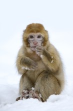 Barbary macaque or magot (Macaca sylvanus), young animal in winter, Morocco