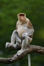 Proboscis monkey (Nasalis larvatus), male, captive, occurring on Borneo