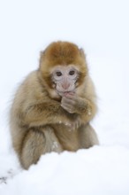 Barbary macaque or magot (Macaca sylvanus), young animal in winter, Morocco