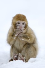 Barbary macaque or magot (Macaca sylvanus), young animal in winter, Morocco