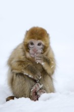 Barbary macaque or magot (Macaca sylvanus), young animal in winter, Morocco