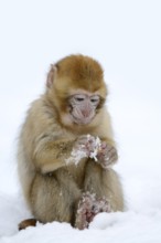 Barbary macaque or magot (Macaca sylvanus), young animal in winter, Morocco