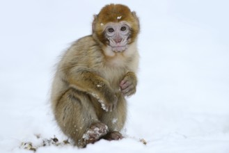 Barbary macaque or magot (Macaca sylvanus), young animal in winter, Morocco