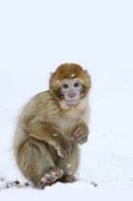 Barbary macaque or magot (Macaca sylvanus), young animal in winter, Morocco