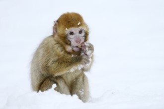 Barbary macaque or magot (Macaca sylvanus), young animal in winter, Morocco