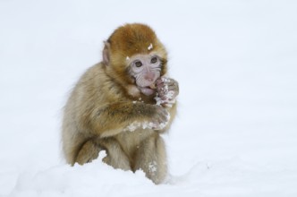 Barbary macaque or magot (Macaca sylvanus), young animal in winter, Morocco