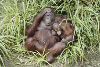 Bornean orangutan (Pongo pygmaeus), female with young, captive, occurring on Borneo
