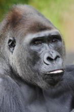 Western lowland gorilla (Gorilla gorilla gorilla), male, silverback, portrait, captive, occurrence