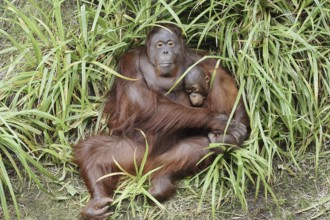 Bornean orangutan (Pongo pygmaeus), female with young, captive, occurring on Borneo