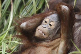 Bornean orangutan (Pongo pygmaeus), juvenile, captive, native to Borneo