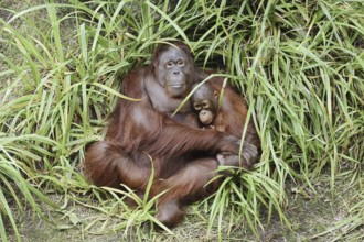 Bornean orangutan (Pongo pygmaeus), female with young, captive, occurring on Borneo