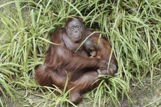 Bornean orangutan (Pongo pygmaeus), female with young, captive, occurring on Borneo