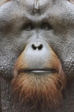 Bornean orangutan (Pongo pygmaeus), male, portrait, captive, occurring on Borneo