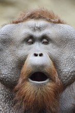 Bornean orangutan (Pongo pygmaeus), yawning male, portrait, captive, occurring on Borneo