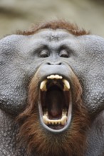 Bornean orangutan (Pongo pygmaeus), yawning male, portrait, captive, occurring on Borneo
