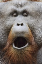 Bornean orangutan (Pongo pygmaeus), yawning male, portrait, captive, occurring on Borneo