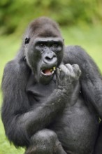 Western lowland gorilla (Gorilla gorilla gorilla), feeding male, captive, occurring in Africa