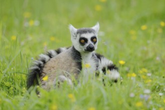 Catta (Lemur catta), Germany, captive, native to Madagascar