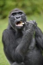 Western lowland gorilla (Gorilla gorilla gorilla), feeding male, captive, occurring in Africa