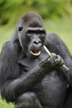 Western lowland gorilla (Gorilla gorilla gorilla), feeding male, captive, occurring in Africa
