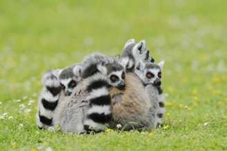 Catta (Lemur catta), group sitting in a meadow, captive, native to Madagascar