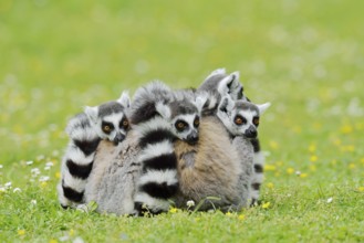 Catta (Lemur catta), group sitting in a meadow, captive, native to Madagascar