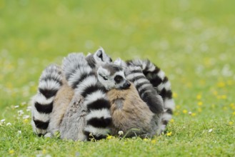 Catta (Lemur catta), group sitting in a meadow, captive, native to Madagascar