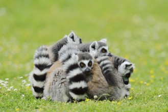 Catta (Lemur catta), group sitting in a meadow, captive, native to Madagascar