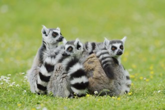 Catta (Lemur catta), group sitting in a meadow, captive, native to Madagascar
