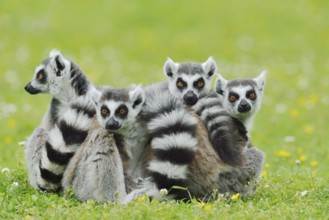 Catta (Lemur catta), group sitting in a meadow, captive, native to Madagascar