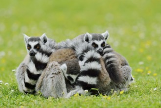Catta (Lemur catta), group sitting in a meadow, captive, native to Madagascar