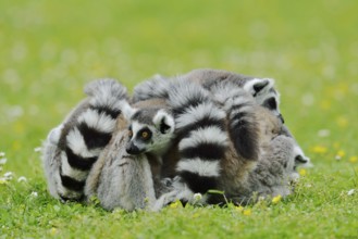 Catta (Lemur catta), group sitting in a meadow, captive, native to Madagascar
