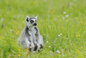 Catta (Lemur catta), captive, occurring in Madagascar