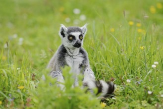 Catta (Lemur catta), captive, occurring in Madagascar
