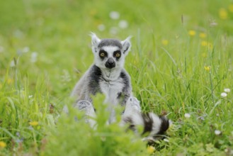Catta (Lemur catta), captive, occurring in Madagascar