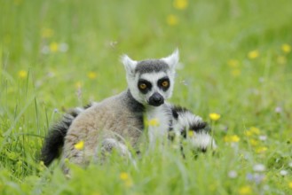 Catta (Lemur catta), Germany, captive, native to Madagascar