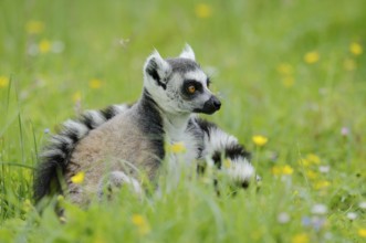 Catta (Lemur catta), Germany, captive, native to Madagascar