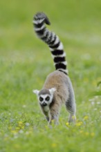 Catta (Lemur catta), captive, occurring in Madagascar