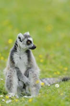 Catta (Lemur catta), captive, occurring in Madagascar