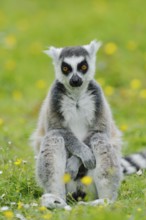 Catta (Lemur catta), captive, occurring in Madagascar