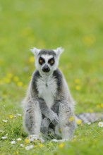 Catta (Lemur catta), captive, occurring in Madagascar