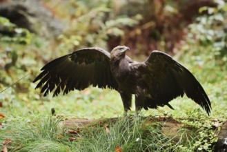 Lesser spotted eagle or Pomeranian eagle (Clanga pomarina, Aquila pomarina) standing on a tree