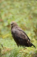 Lesser spotted eagle or Pomeranian eagle (Clanga pomarina, Aquila pomarina) calling, Germany
