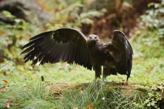 Lesser spotted eagle or Pomeranian eagle (Clanga pomarina, Aquila pomarina) standing on a tree