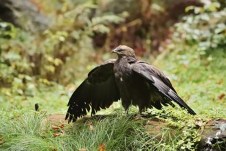 Lesser spotted eagle or Pomeranian eagle (Clanga pomarina, Aquila pomarina) standing on a tree