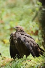 Lesser spotted eagle or Pomeranian eagle (Clanga pomarina, Aquila pomarina), Germany